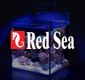 Red Sea