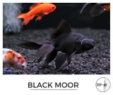 black_moor.jpg