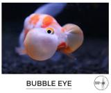bubble_eye.jpg