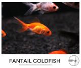faintail_goldfish.jpg