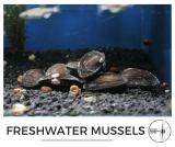 freshwater_mussel.jpg