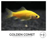 golden_comet.jpg