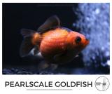 pearlscale_goldfish.jpg
