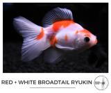 red_and_white_broadtail_ryukin.jpg