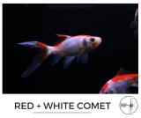 red_and_white_comet.jpg