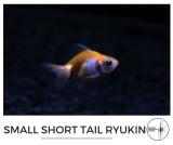 small_short_tail_ryukin.jpg