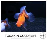tosakin_goldfish.jpg