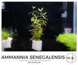 ammannia_senegalensis.jpg