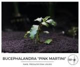 bucephalandra_pink_martini.jpg
