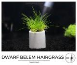 dwarf_belem_hairgrass.jpg