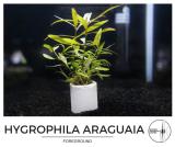 hygrophila_araguaia.jpg