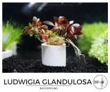 ludwigia_glandulosa.jpg