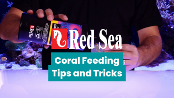 coralfeeding.jpg