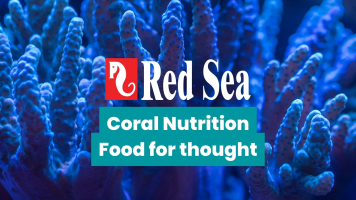 coralnutrition.jpg