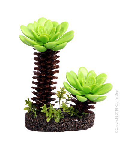Reptile One Succulent Tree With Sand Base Medium