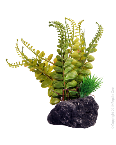 Reptile One Fern with Pumice Base