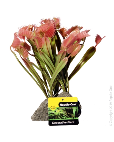 Reptile One Venus Flytrap With Pumice Base