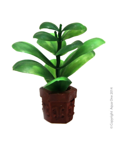 Betta Pot Plant Green
