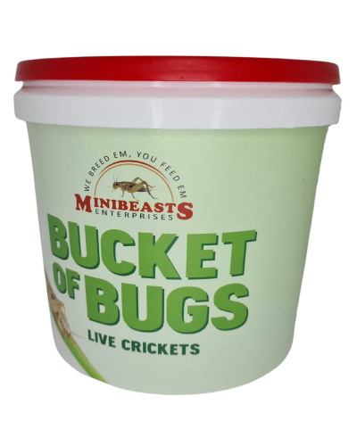 MiniBeasts Bulk Cricket Bucket Small