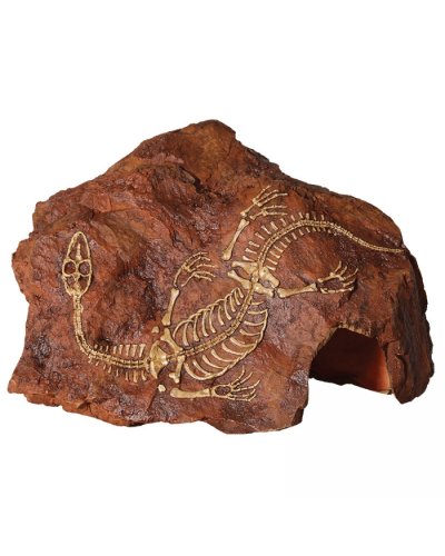 Reptile One Fossil Plesiosaur Rock