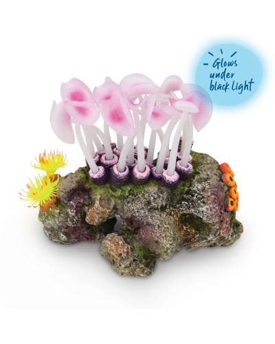 Mushroom Coral On Rock - Medium