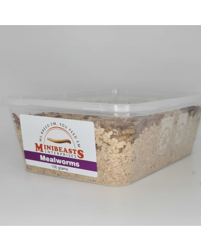 Minibeasts Mealworms 100g