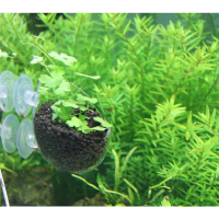 |Plants and aquarium soil NOT included